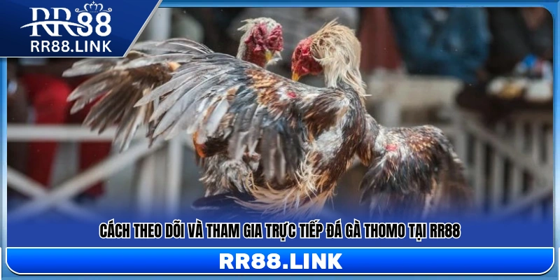 Hướng dẫn xem và tham gia cược đá gà Thomo trực tiếp